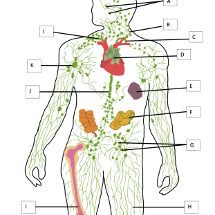 LYMPHATIC SYSTEM HEALTH