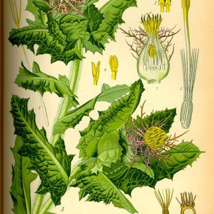 BLESSED THISTLE / HOLY THISTLE