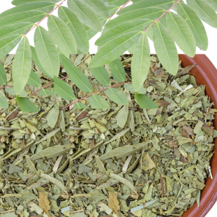 Senna leaf and pods